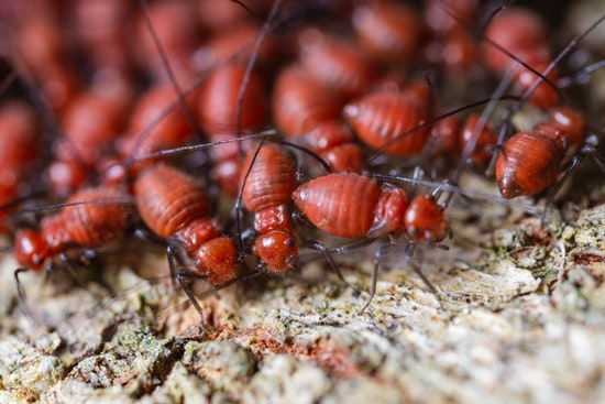 Colonie de termites