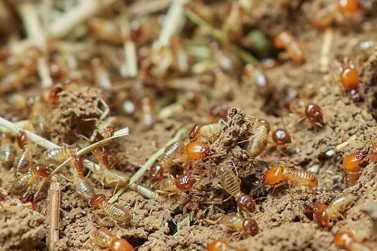 Groupe de termites